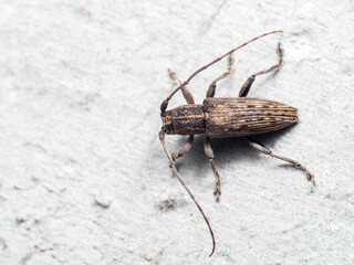 Macro Photo of Longhorn Beetle on White Wall