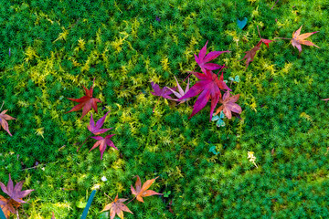 紅葉 秋 寺 お参り ハイキング ピクニック