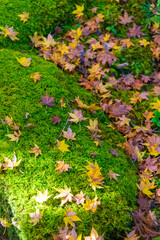 紅葉 秋 寺 お参り ハイキング ピクニック