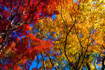 紅葉 秋 空 ハイキング ピクニック