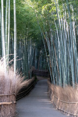 竹林 竹 京都 日本