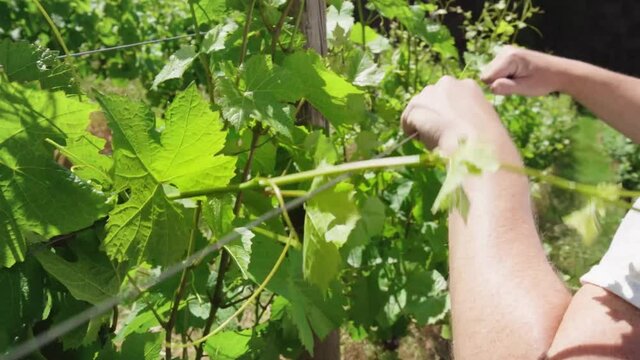 Caucasian male mends wine grape vine trellis, close up, slow motion.