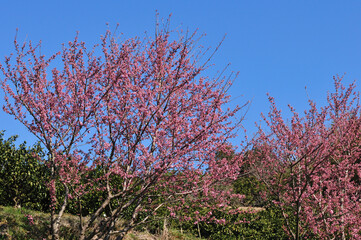 桜