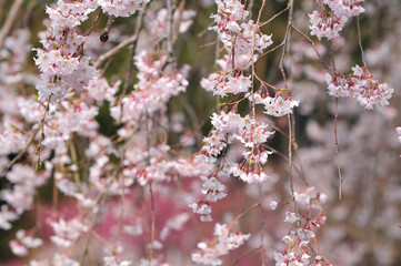 枝垂れ桜