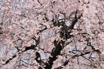 枝垂れ桜