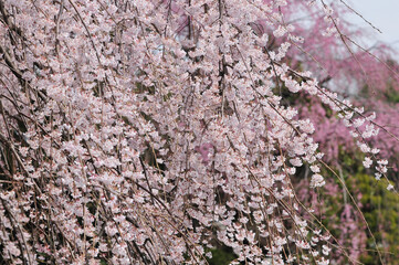枝垂れ桜