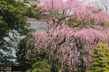 枝垂れ桜