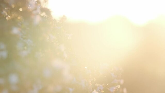 Beautiful Linnaea grandiflora flowers in the morning golden sun-flare