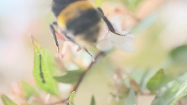 large bumblebee taking off from pretty white flower Linnaea grandiflora