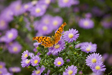 A butterfly sitting on purple chrysanthemum