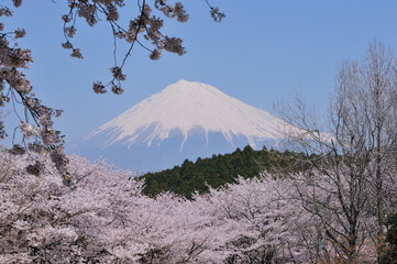桜と富士山