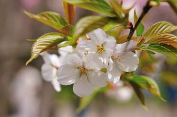 桜