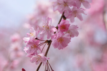 枝垂れ桜
