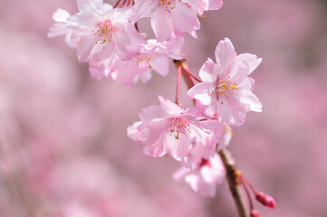 枝垂れ桜