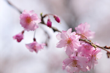 枝垂れ桜