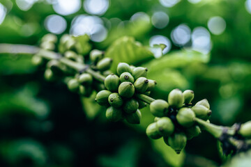 Coffee Plant. Coffee beans growing on a branch of coffee tree. Close up Branch of a coffee tree...