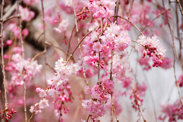 枝垂れ桜