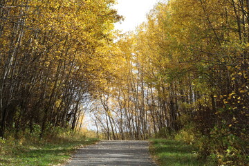 Trail In The Autumn, Elk Island National Park, Alberta