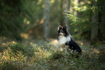 sheltie dog in the green forest. Pet on the nature. tracking. 