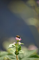 dragonfly on a flower