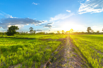 leaves green field and sunset with beautiful sky sunset. Landscape rice farm backgroung.