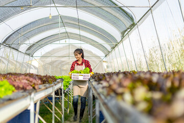 farmer ware agricultural gloves keep vegetable at hydroponic farm and observing growth vegetable...