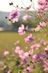 pink blossom