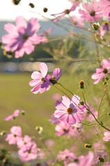 pink blossom