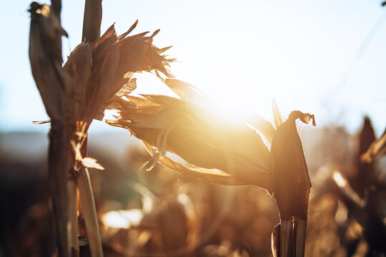 Fresh Corn On Stalk In Field