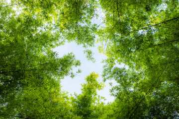 Look up at leaves green bamboo tree.