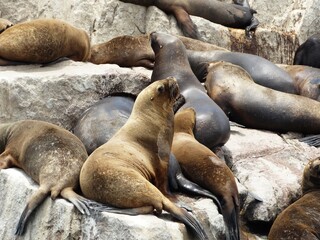 Fototapeta premium sea lions on the rocks