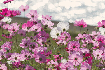 コスモスと玉ボケ2