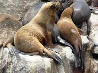 Fototapeta premium Family Sea Lions - San Diego