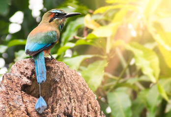 Closeup of the national patriotic symbol of El Salvador, a Central American country.
Bird called torogoz or also called Talapo or guardabarranco in the region and Nicaragua.
