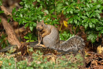 close up of one cute brown squirrel sitting on tree trunk surrounded by fall leaves with one paw on the ground and other holding close to the chest while staring at you