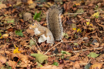 one cute grey squirrel standing on fall leaves filled grasses with its tail all the way up searching for something