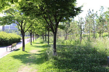 trees in the park