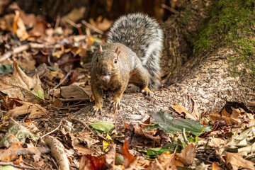 one cute brown squirrel sitting on tree root covered with orange fall leaves staring at you with one nut in its mouth