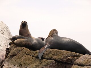 Naklejka premium Island Sea Lion
