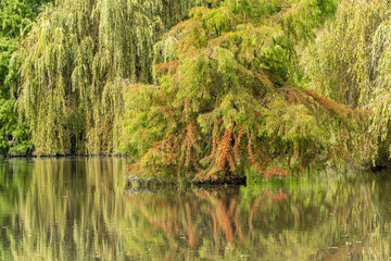 Obraz premium willow trees by the pond with dense foliage start to show some autumn colour with beautiful reflection on the calm water surface in the park