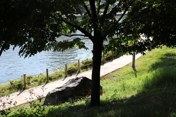 Fototapeta premium trees in the park
