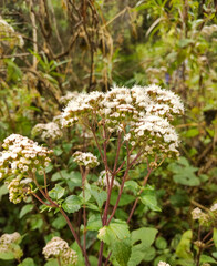 flowers in the forest