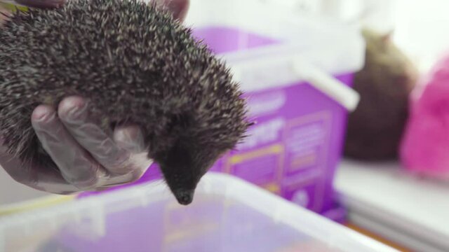 Hedgehog in hands in a hedgehog hospital. Hands stroke spine and gesture as if talking about hedgehog.