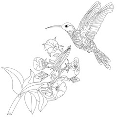 Vector illustration of hummingbird or colibri with flower isolated on white background,  monochrome. Coloring page