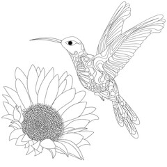 Vector illustration of hummingbird or colibri with flower isolated on white background,  monochrome. Coloring page
