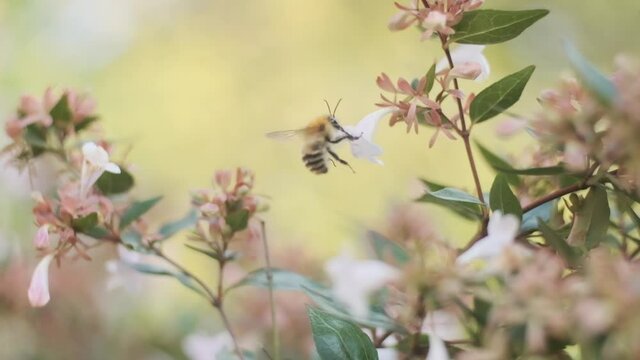 Hairy English Bumblebee drinking nectar pollenating beautiful white flower Linnaea grandiflora close up slow motion Bombus pascorum