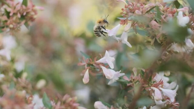 Hairy English Bumblebee drinking nectar pollenating beautiful white flower Linnaea grandiflora slow motion Bombus pascorum