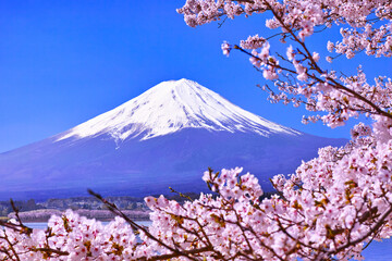 河口湖北岸から見る満開の桜と富士山
