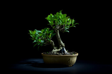 bonsai tree in a black background