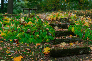 autumn leaves on the ground and stairs to the old grave with bench in Latvian cemetery
